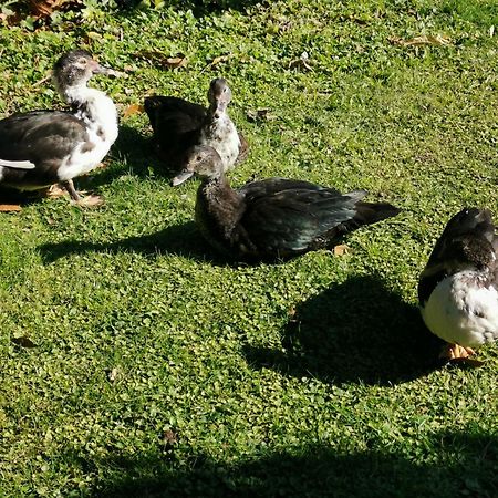 Farm Stay On Te Awa Cycleway Tamahere 외부 사진