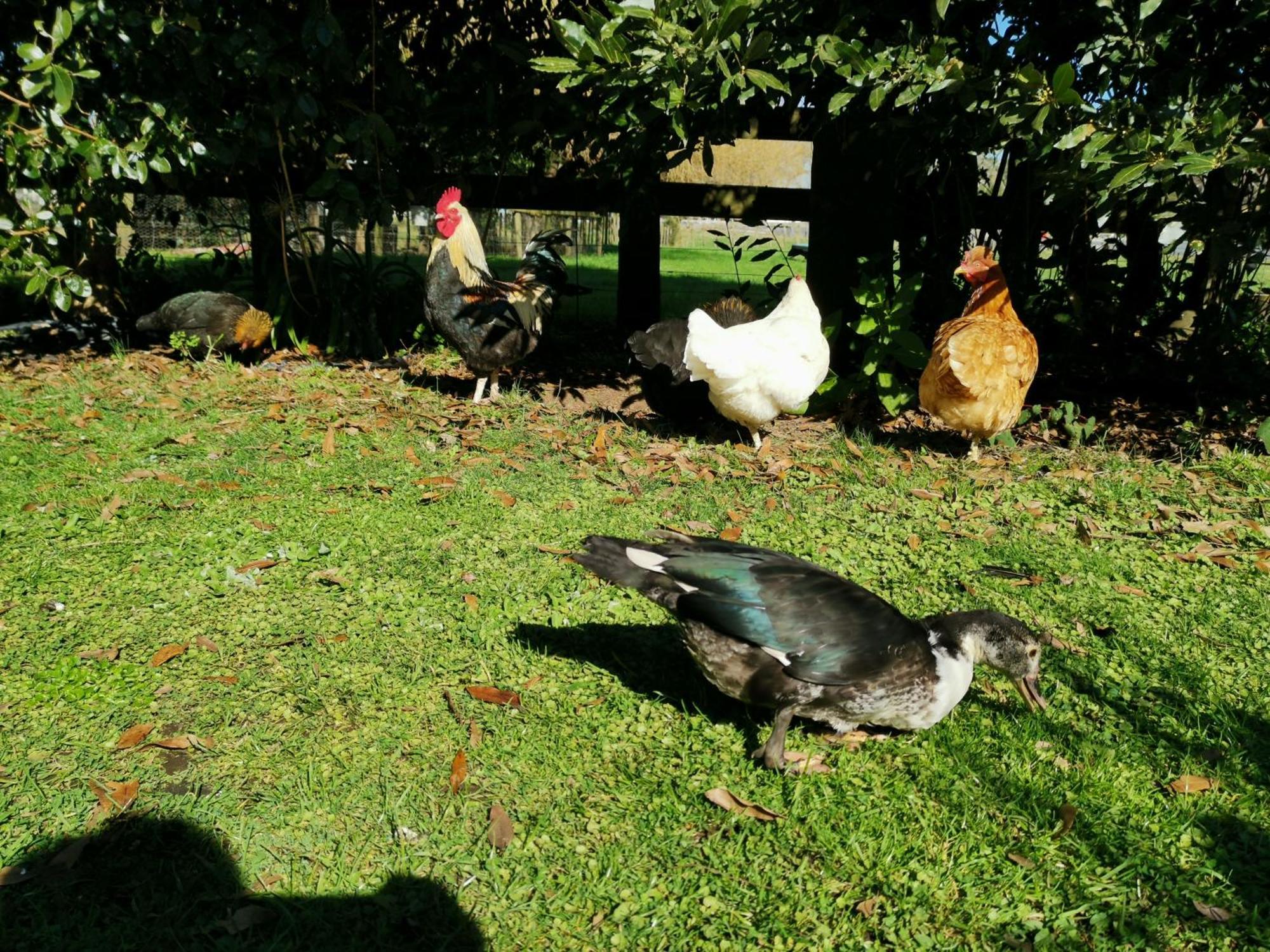 Farm Stay On Te Awa Cycleway Tamahere 외부 사진